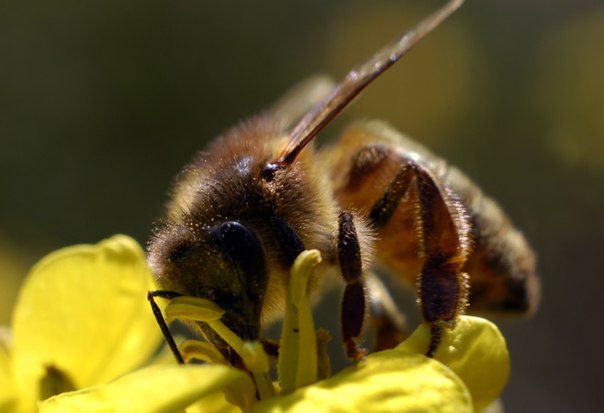 медозбір, бджілка
