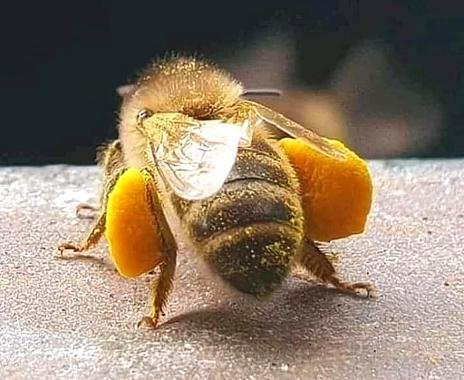Бджолине обніжжя - пилок квітковий ферментований