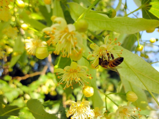 Бджілка збирає липовий мед