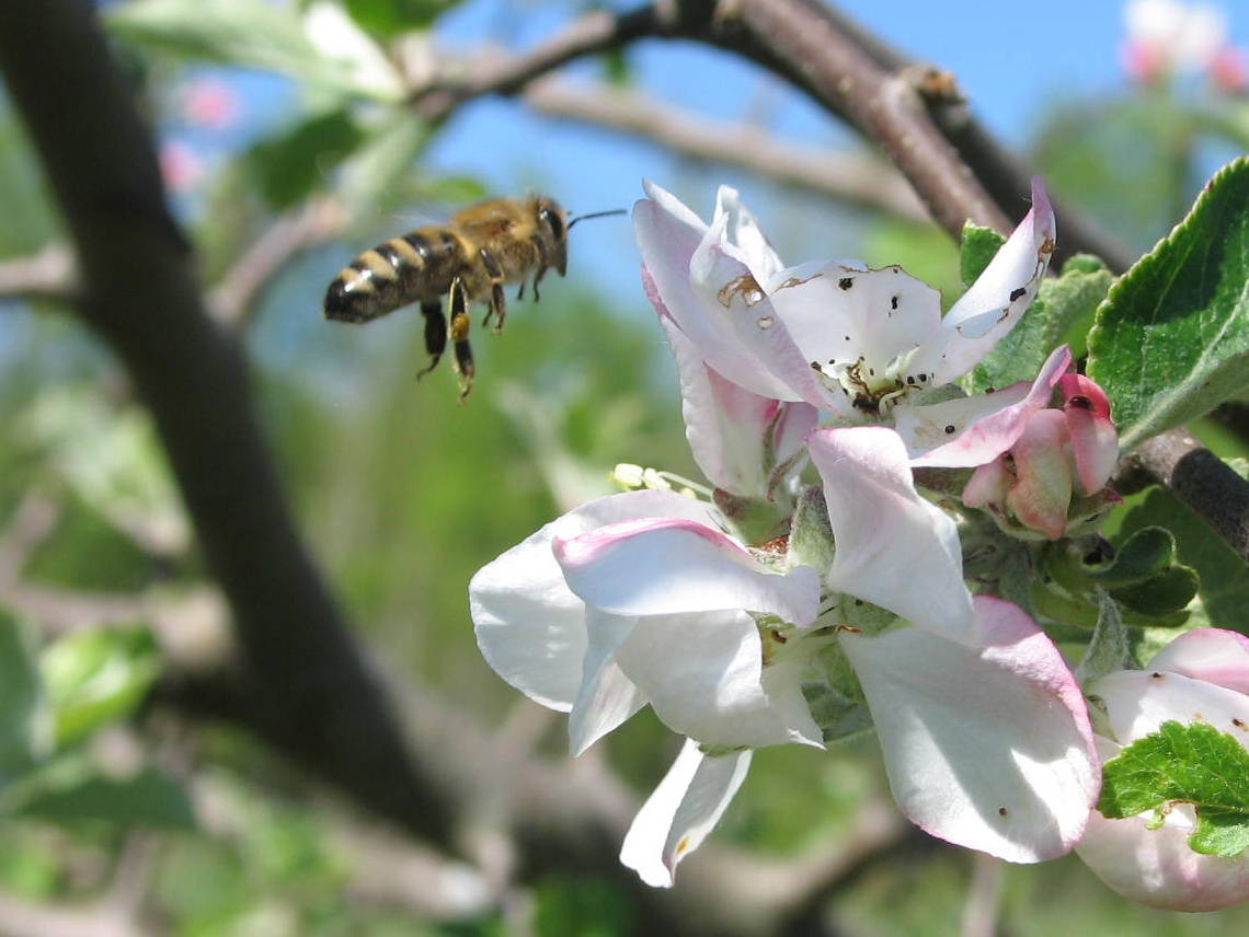 Бджола летить на яблуневий цвіт