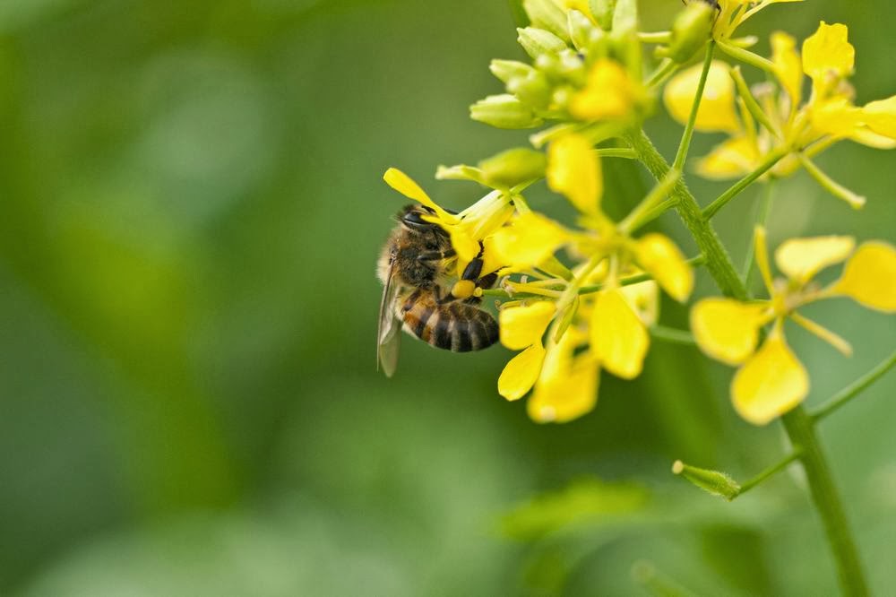 Бджілка збирає мед з ріпака