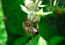Бджілка на малині