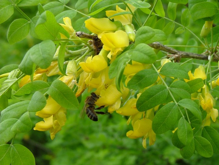 Бджілка бере акацієвий мед