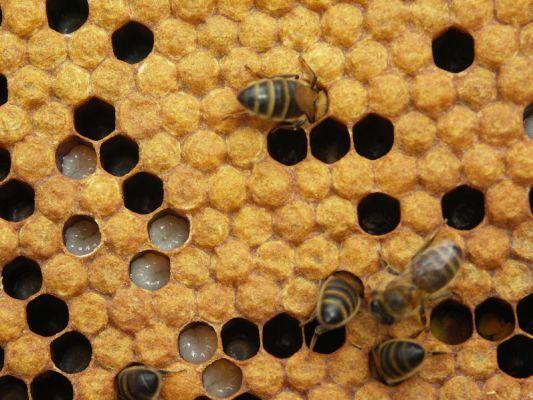профілактика хвороб бджіл